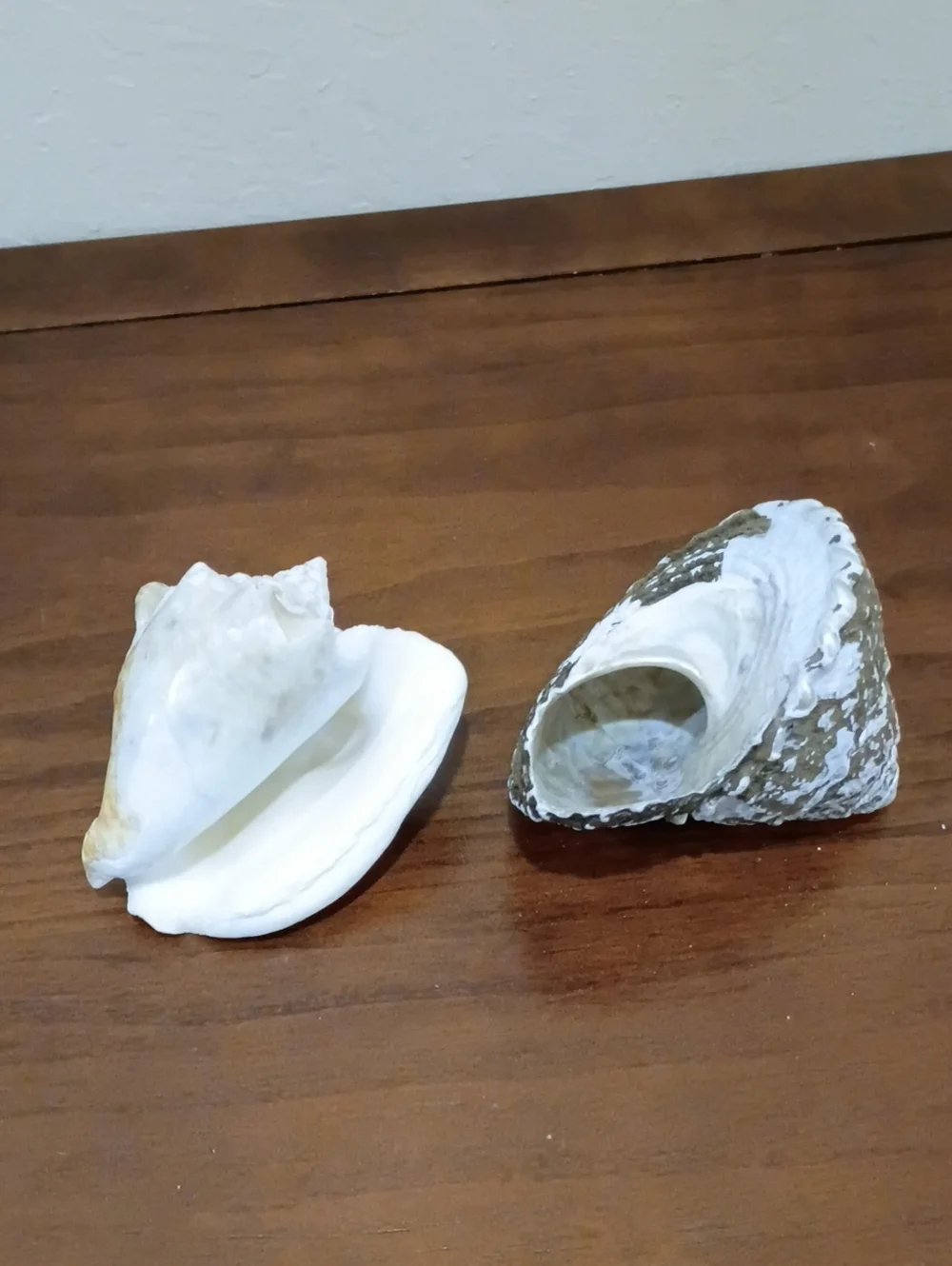 Conch Shells, Set Of 2 - Picture 7 of 10